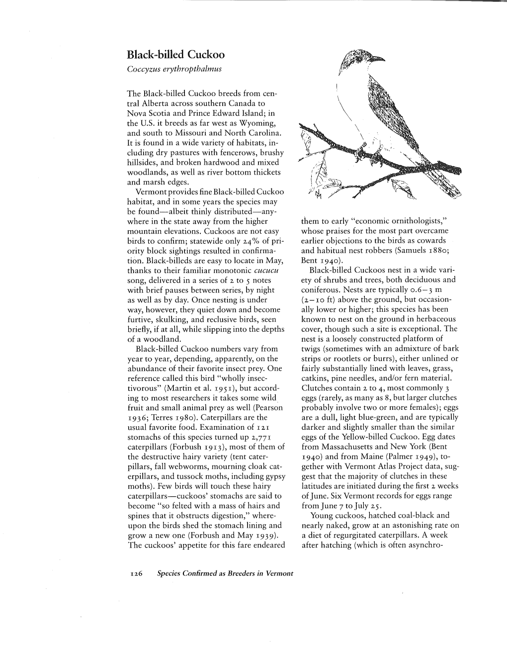 Black-Billed Cuckoo Coccyzus Erythropthalmus