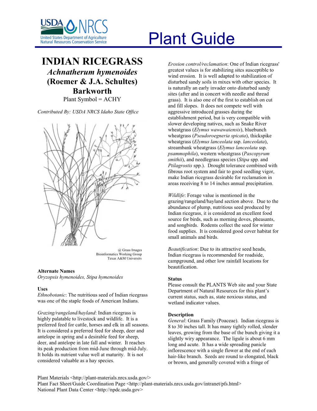 INDIAN RICEGRASS Erosion Control/Reclamation: One of Indian Ricegrass' Greatest Values Is for Stabilizing Sites Susceptible to Achnatherum Hymenoides Wind Erosion