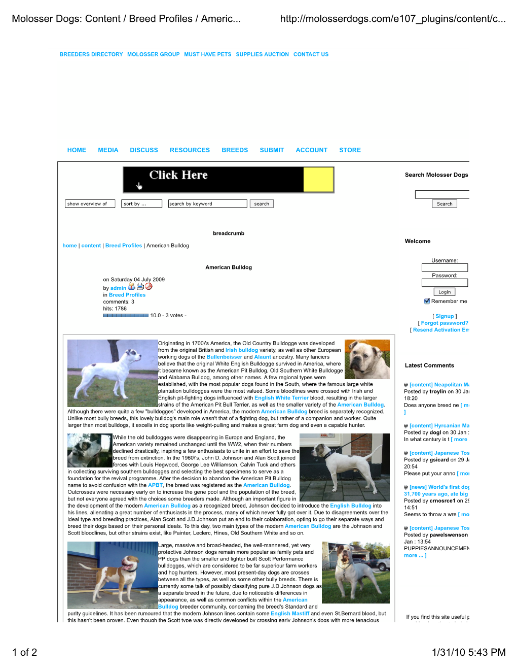 Molosser Dogs: Content / Breed Profiles / American Bulldog