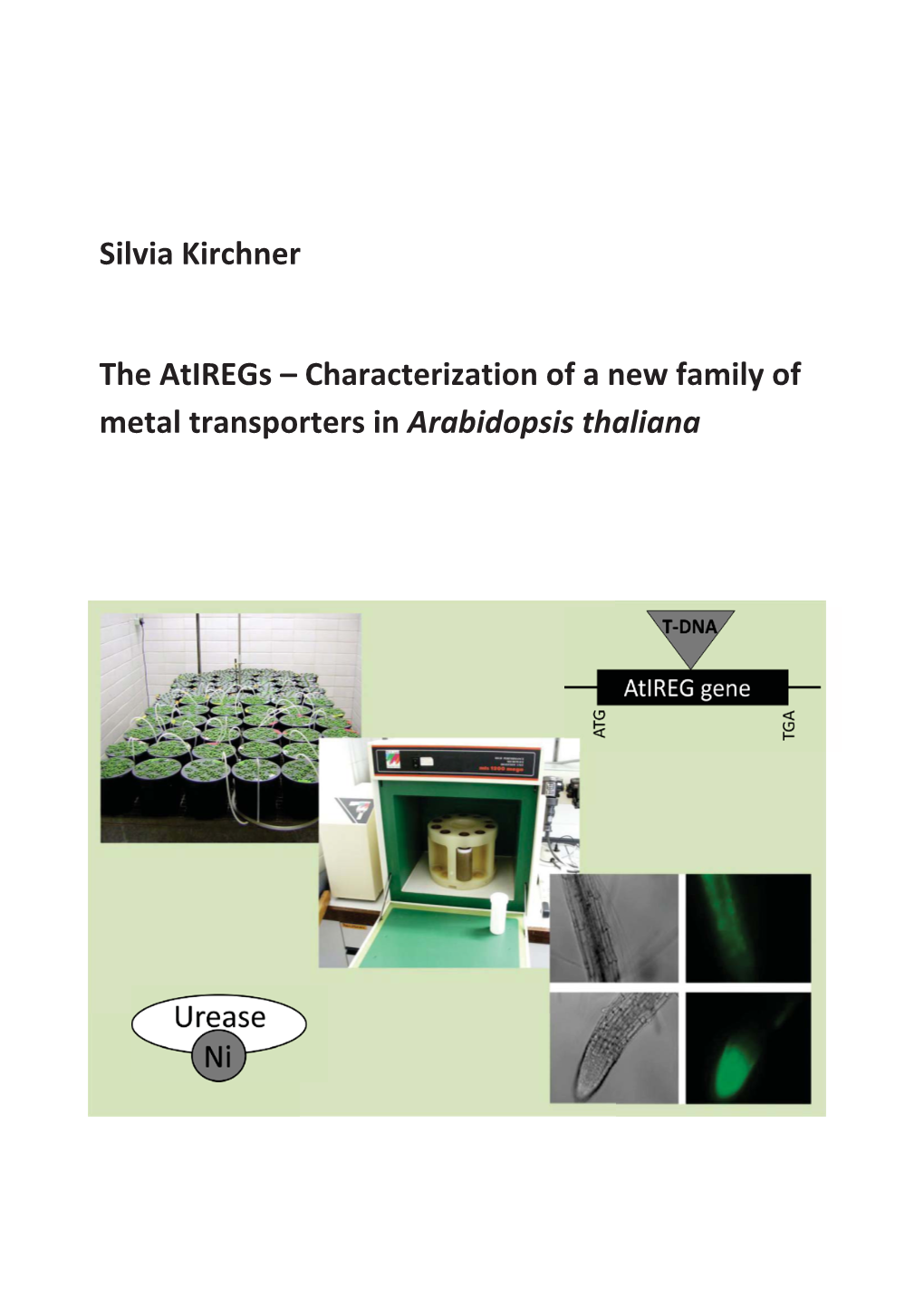 The Atiregs – Characterization of a New Family of Metal Transporters in Arabidopsis Thaliana