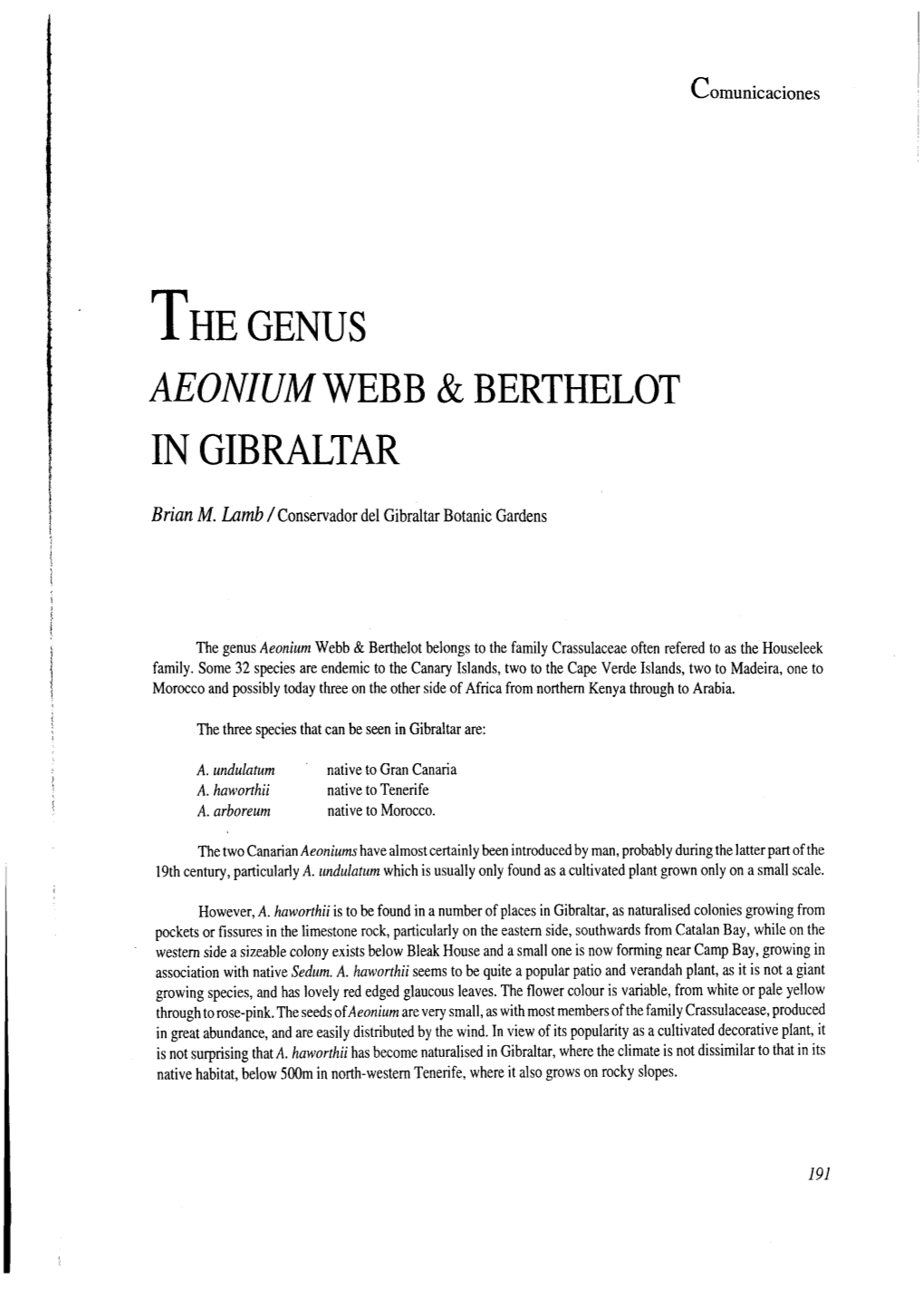 Aeonium Webb & Berthelot in Gibraltar