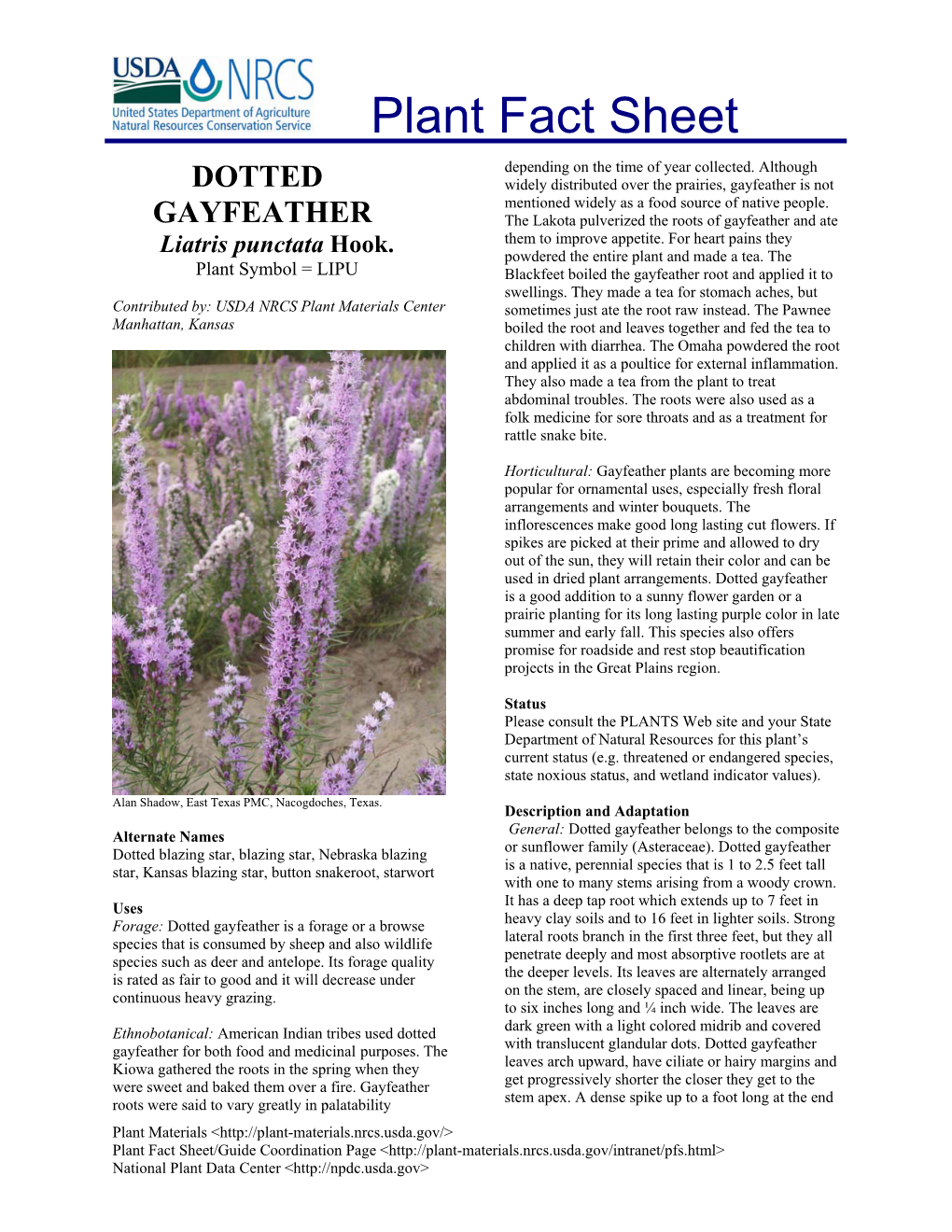 Dotted Gayfeather Is a Good Addition to a Sunny Flower Garden Or a Prairie Planting for Its Long Lasting Purple Color in Late Summer and Early Fall