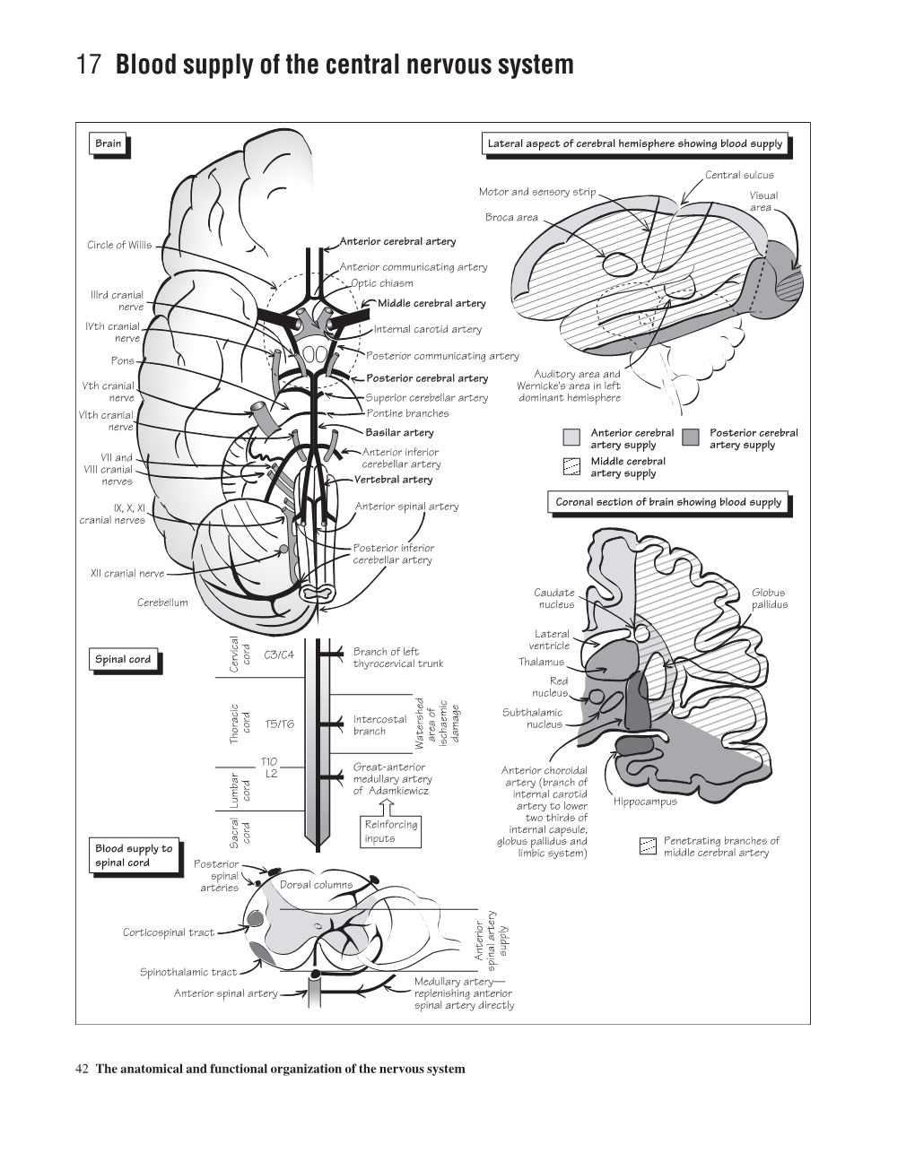 17 Blood Supply of the Central Nervous System