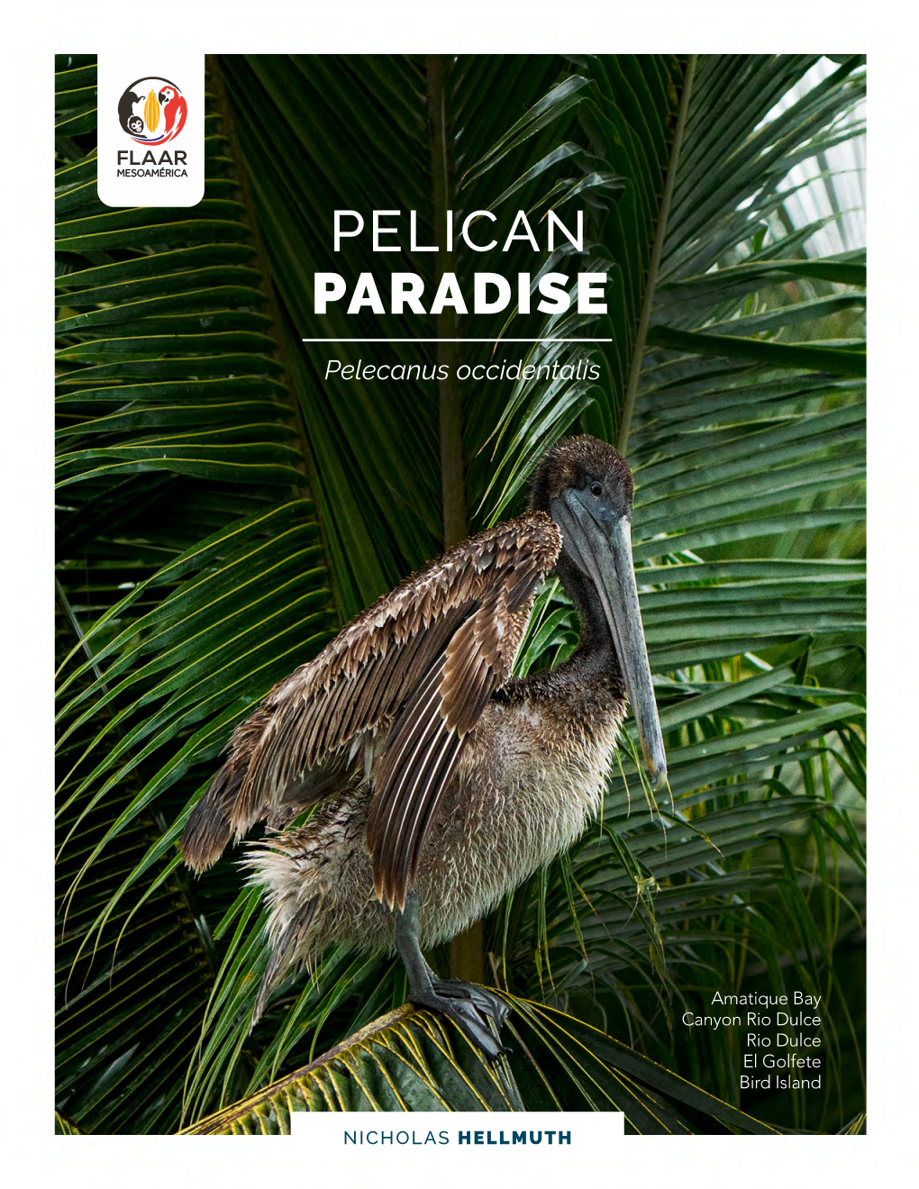 Pelican Paradise