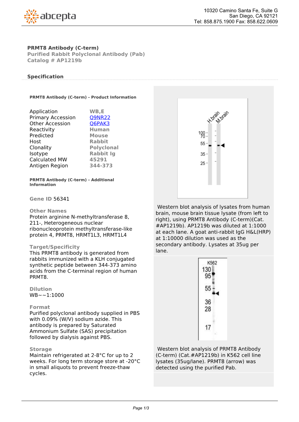 PRMT8 Antibody (C-Term) Purified Rabbit Polyclonal Antibody (Pab) Catalog # Ap1219b