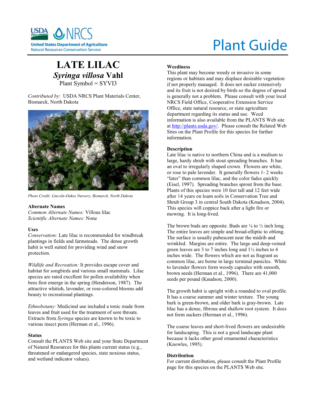 Late Lilac Syringa Villosa Plant Guide