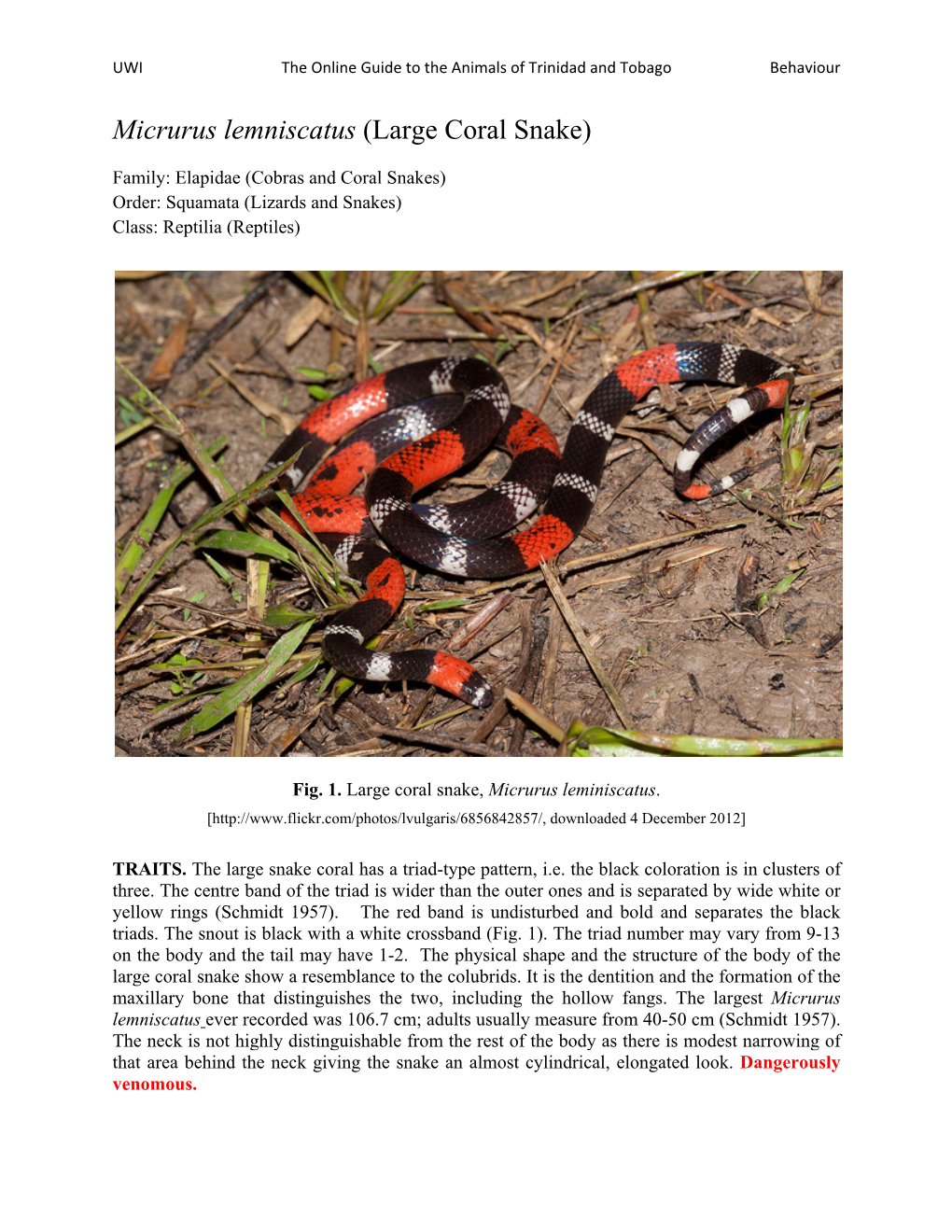 Micrurus Lemniscatus (Large Coral Snake)