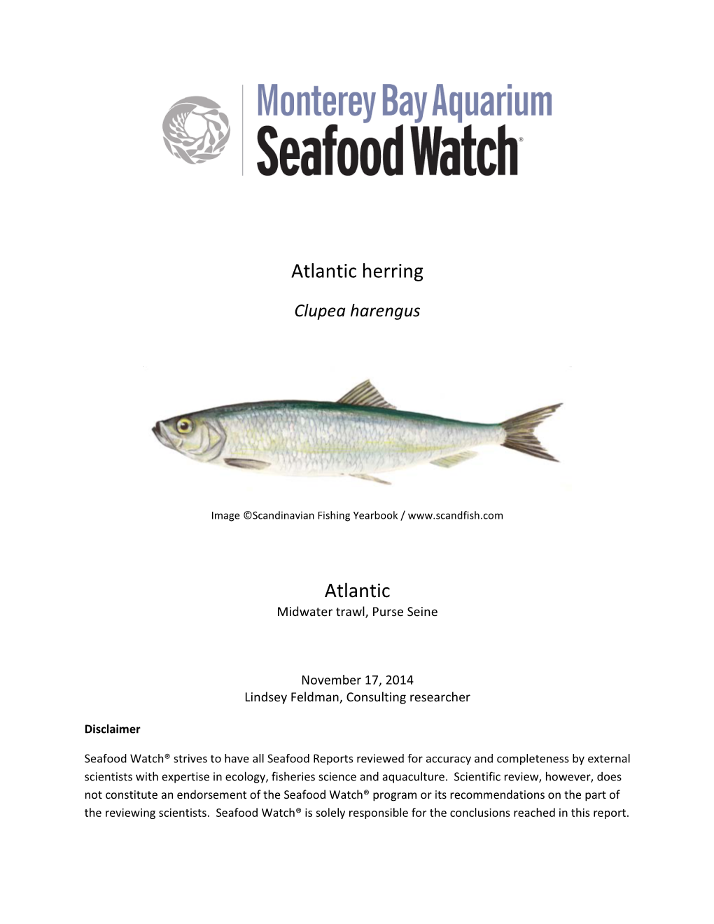 Atlantic Herring Atlantic