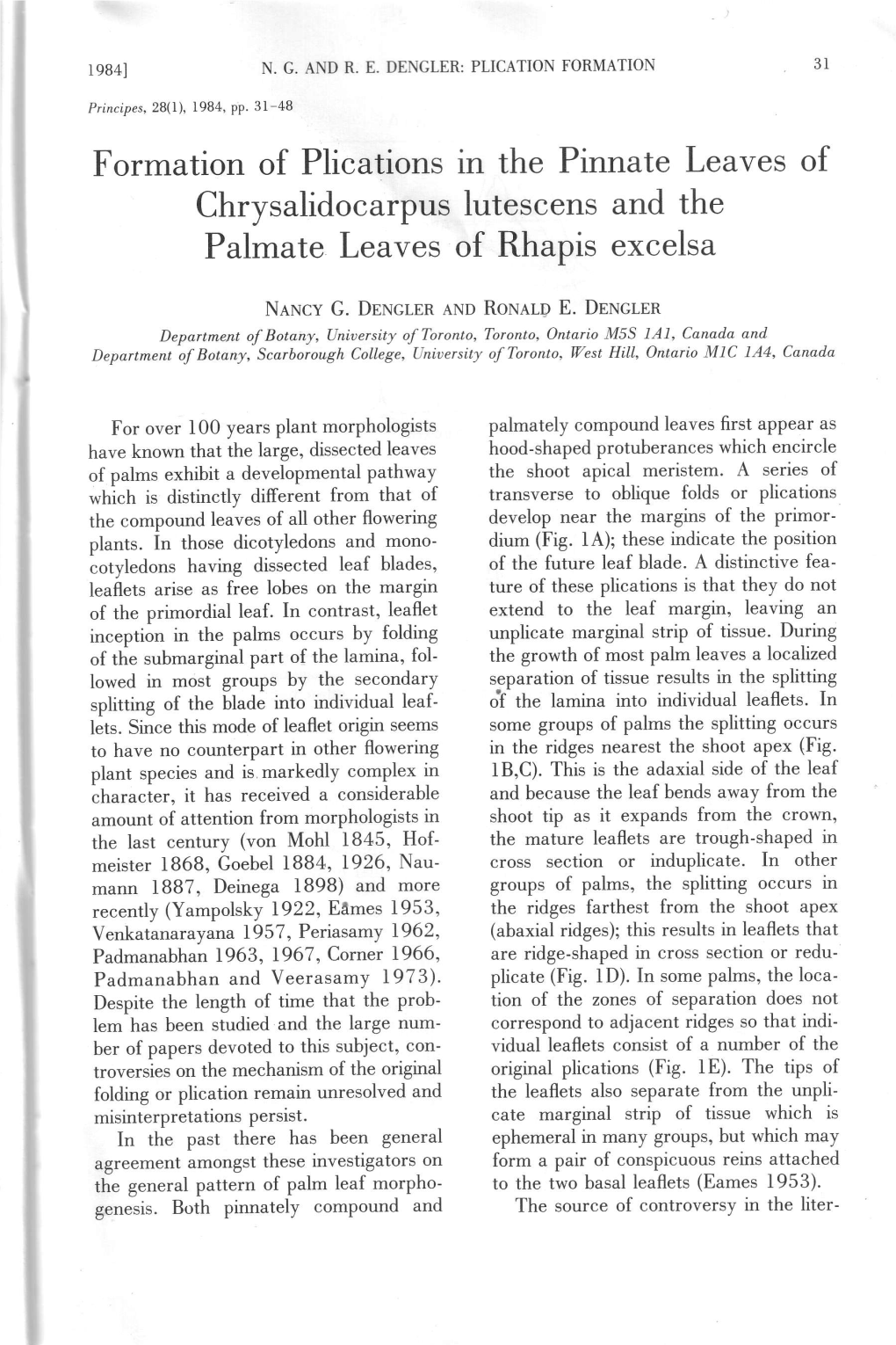 Palmate Leaves of Rhapis Excelsa
