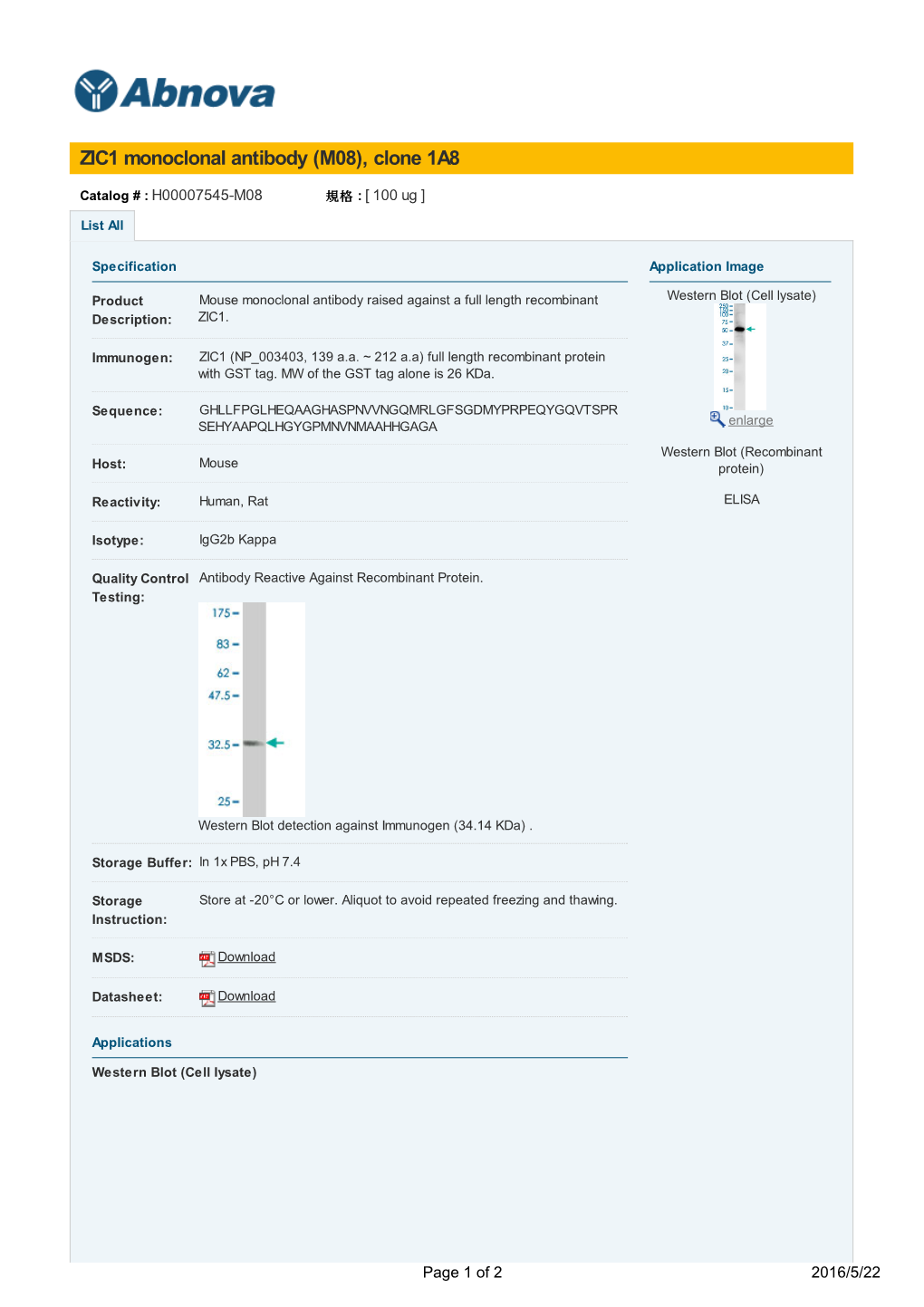 ZIC1 Monoclonal Antibody (M08), Clone 1A8