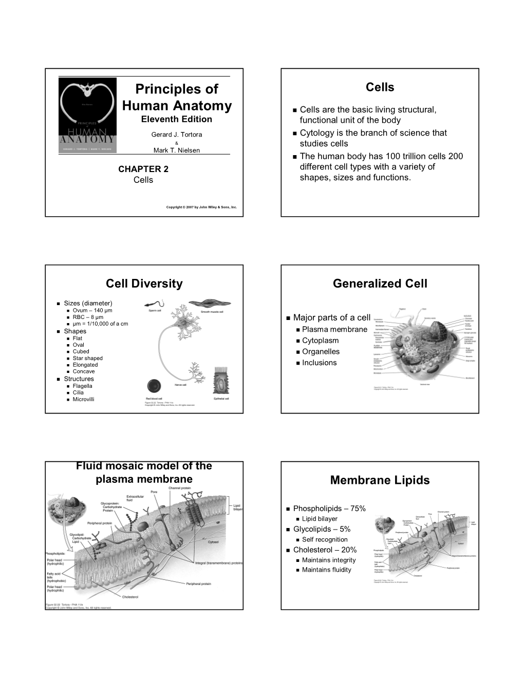 Principles of Human Anatomy