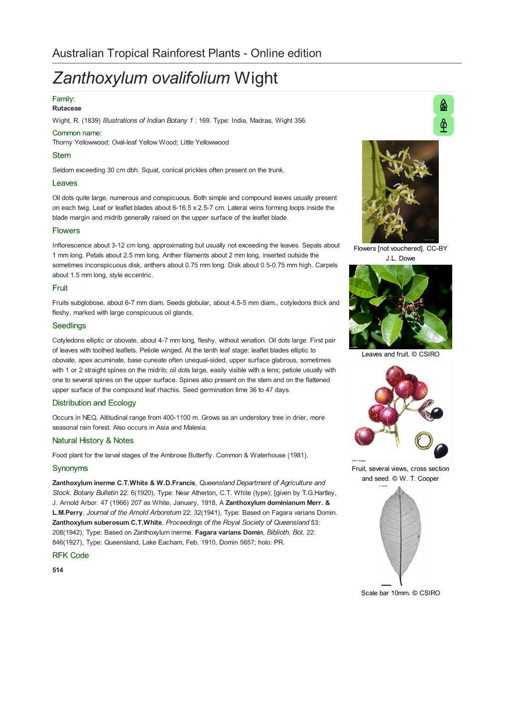 Zanthoxylum Ovalifolium Wight Family: Rutaceae Wight, R