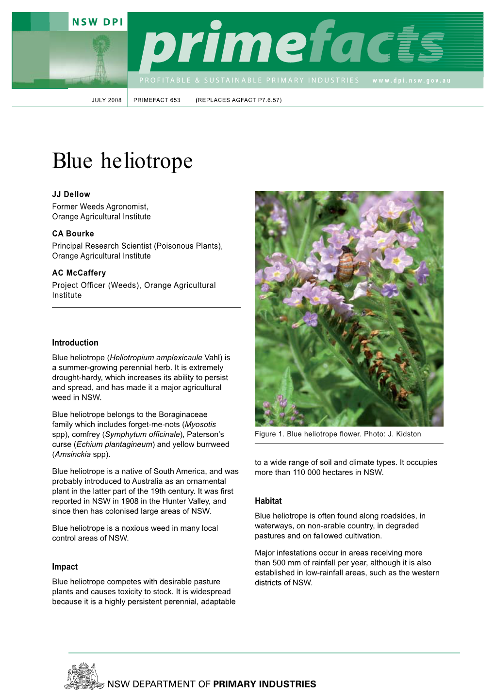 Blue Heliotrope