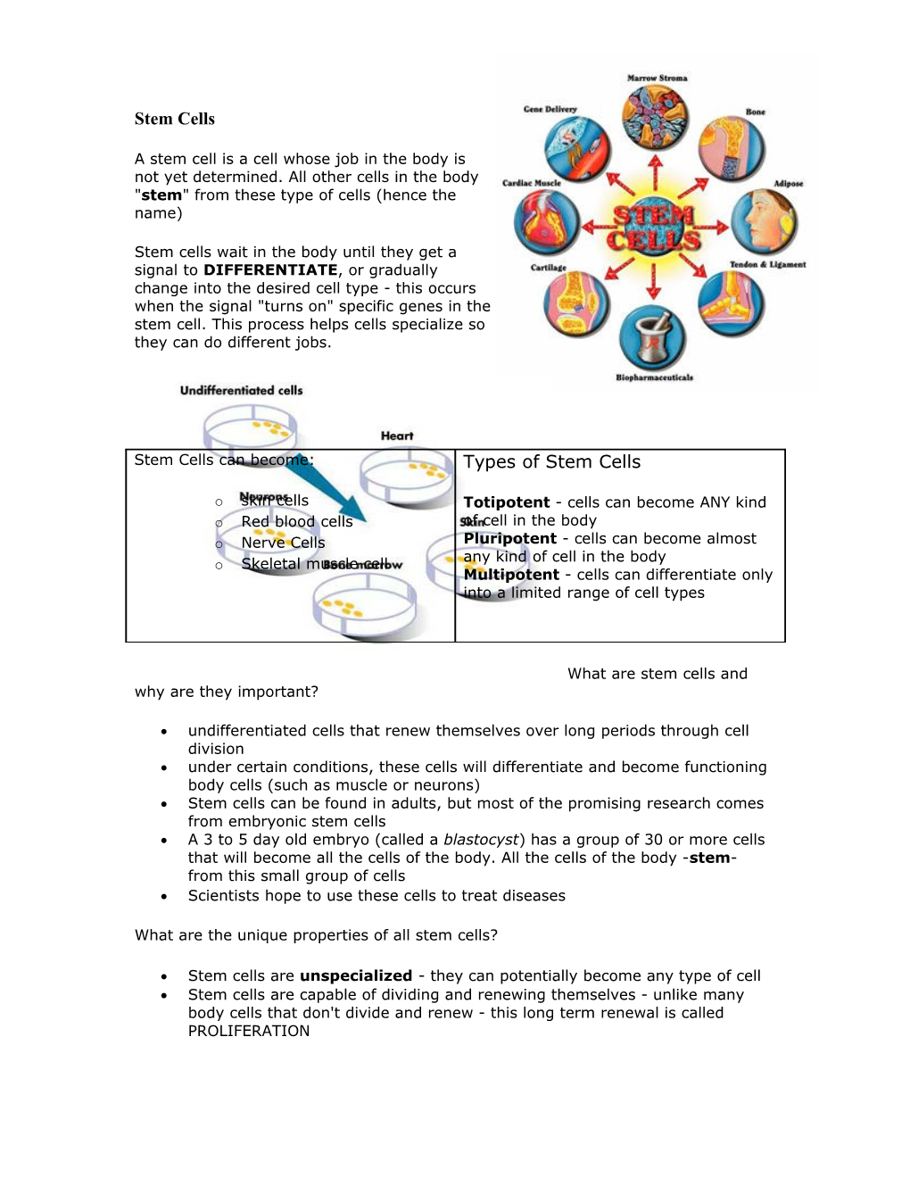 What Are Stem Cells and Why Are They Important?