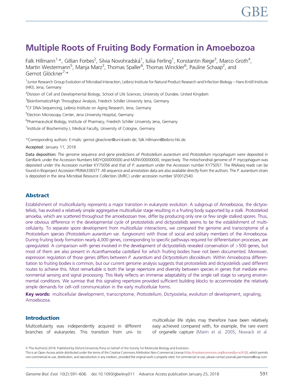 Multiple Roots of Fruiting Body Formation in Amoebozoa