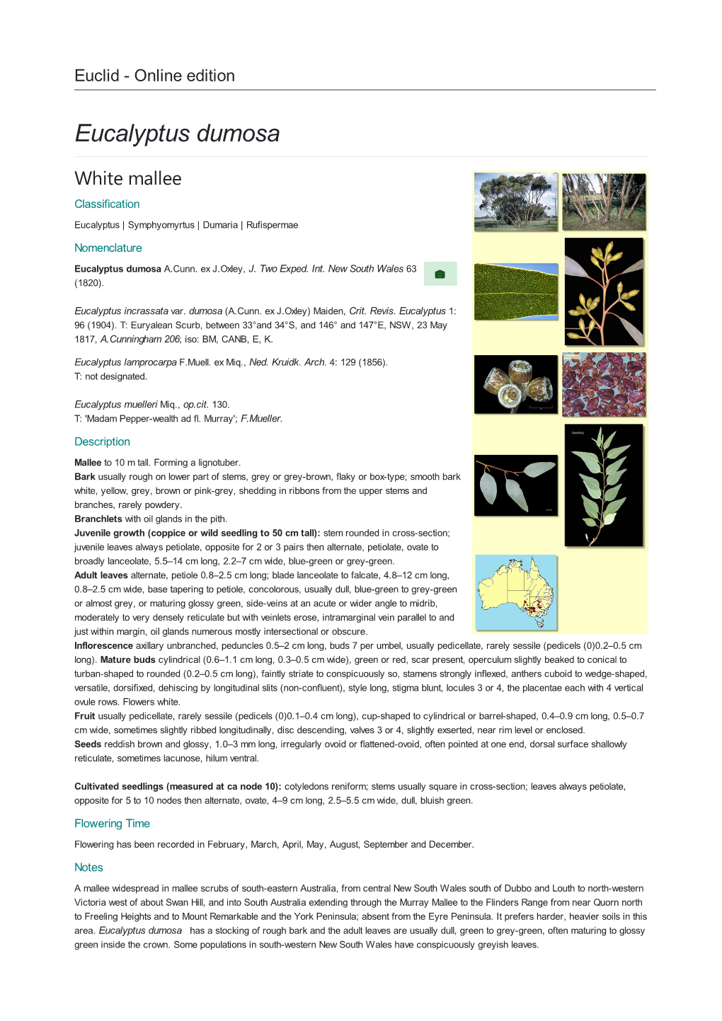 Eucalyptus Dumosa White Mallee Classification Eucalyptus | Symphyomyrtus | Dumaria | Rufispermae Nomenclature