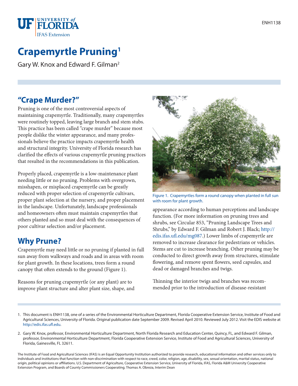 Crape Myrtle Pruning