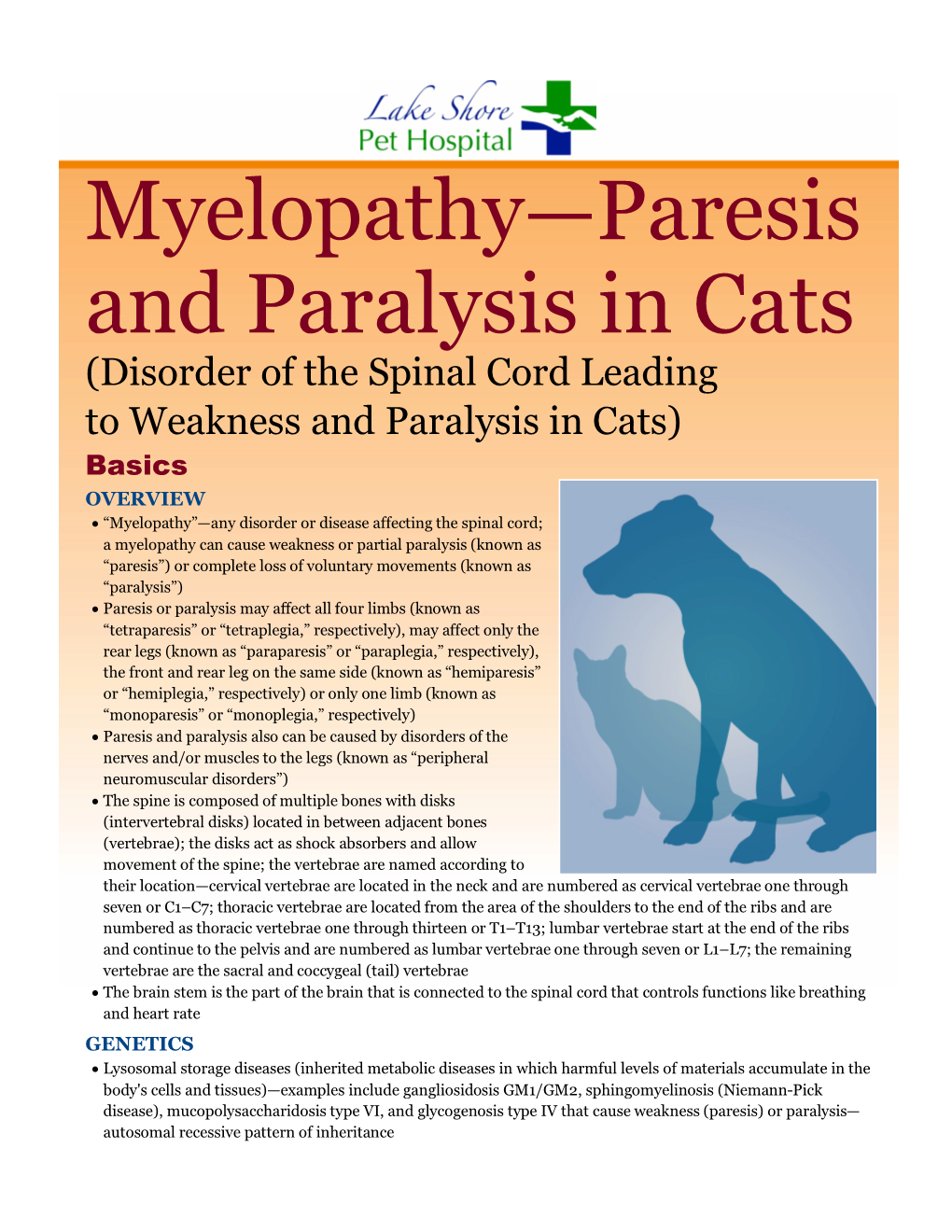 Myelopathy—Paresis and Paralysis in Cats