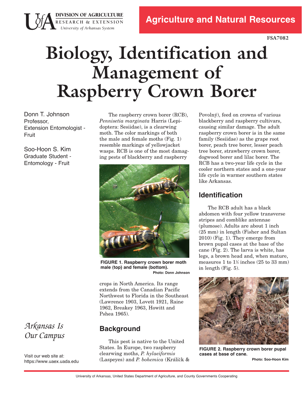 Raspberry Crown Borer