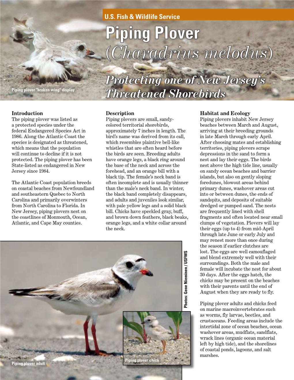 Piping Plover (Charadrius Melodus)