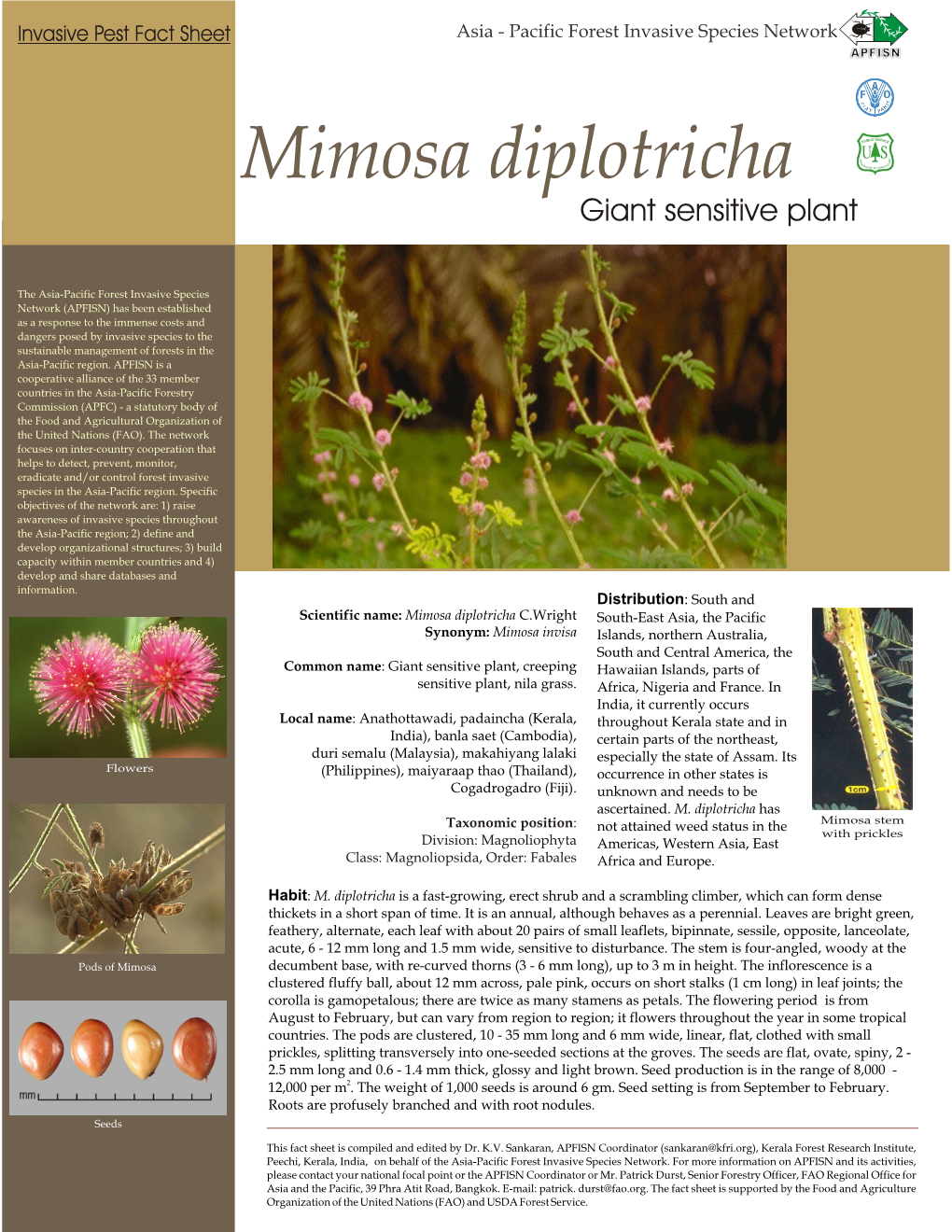 Mimosa Diplotricha Giant Sensitive Plant
