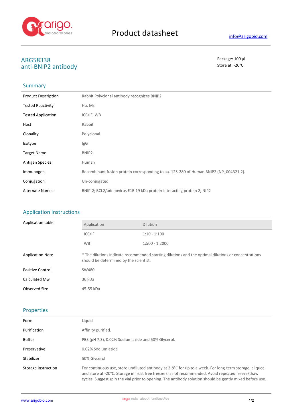 Anti-BNIP2 Antibody (ARG58338)