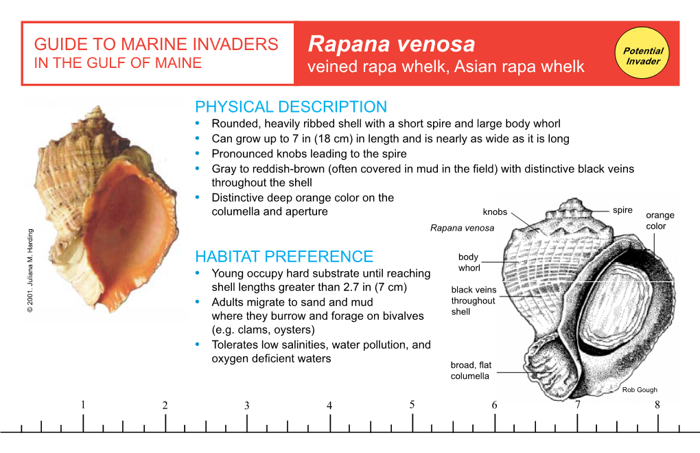 Rapana Venosa Potential in the GULF of MAINE Veined Rapa Whelk, Asian Rapa Whelk Invader