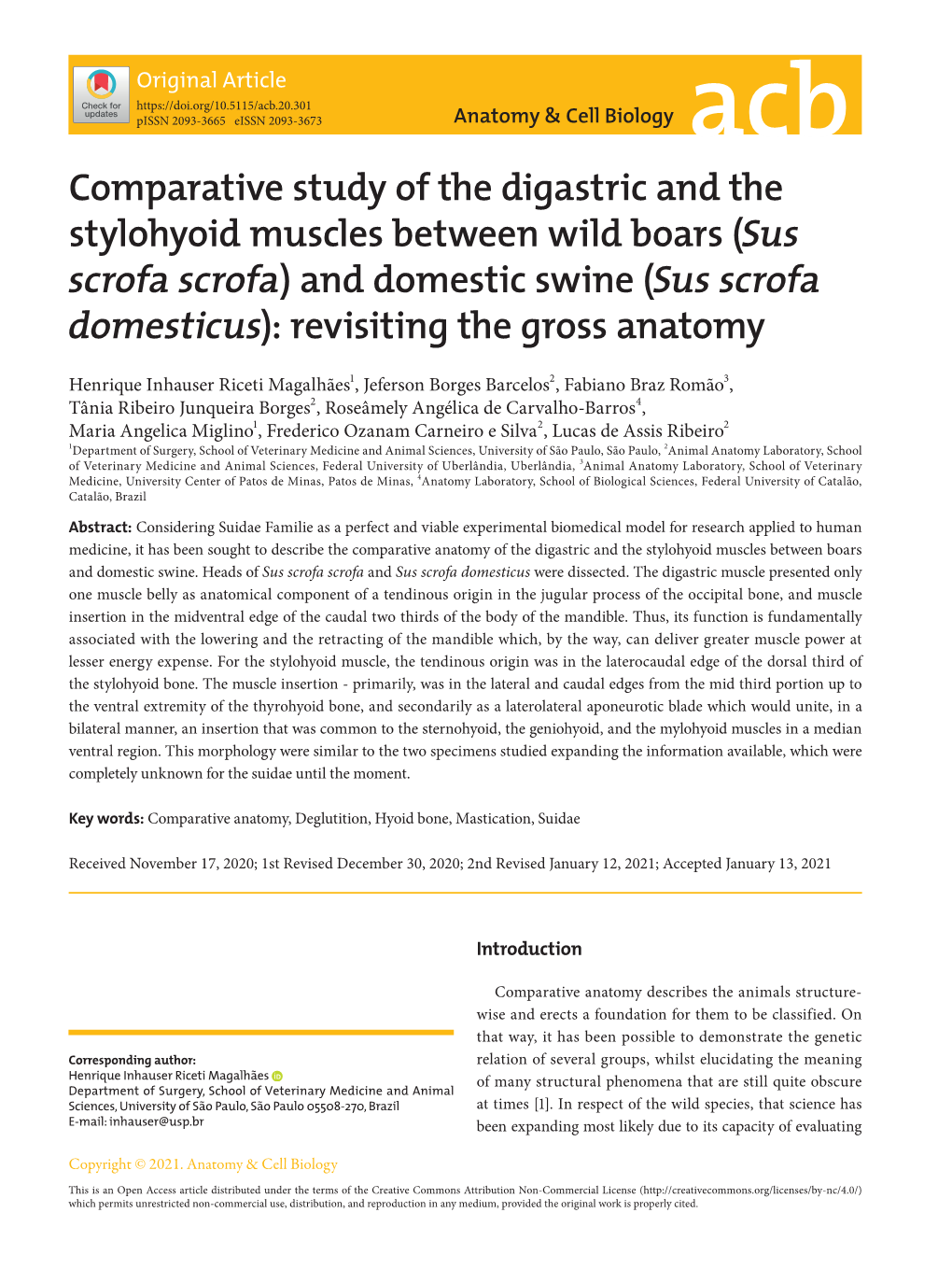 Comparative Study of the Digastric and the Stylohyoid Muscles Between