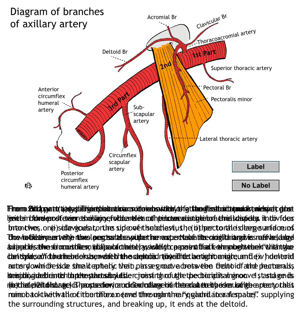 Branches of Axillary Artery for PDF 13.5.11