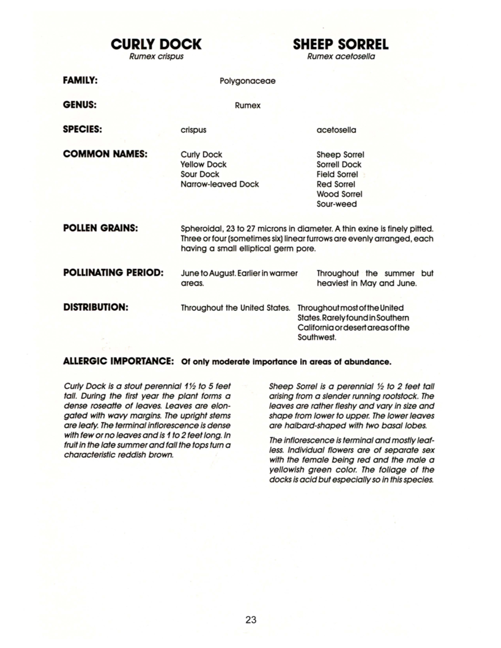 CURLY DOCK SHEEP SORREL Rumex Crisp Us Rumex Acetosella