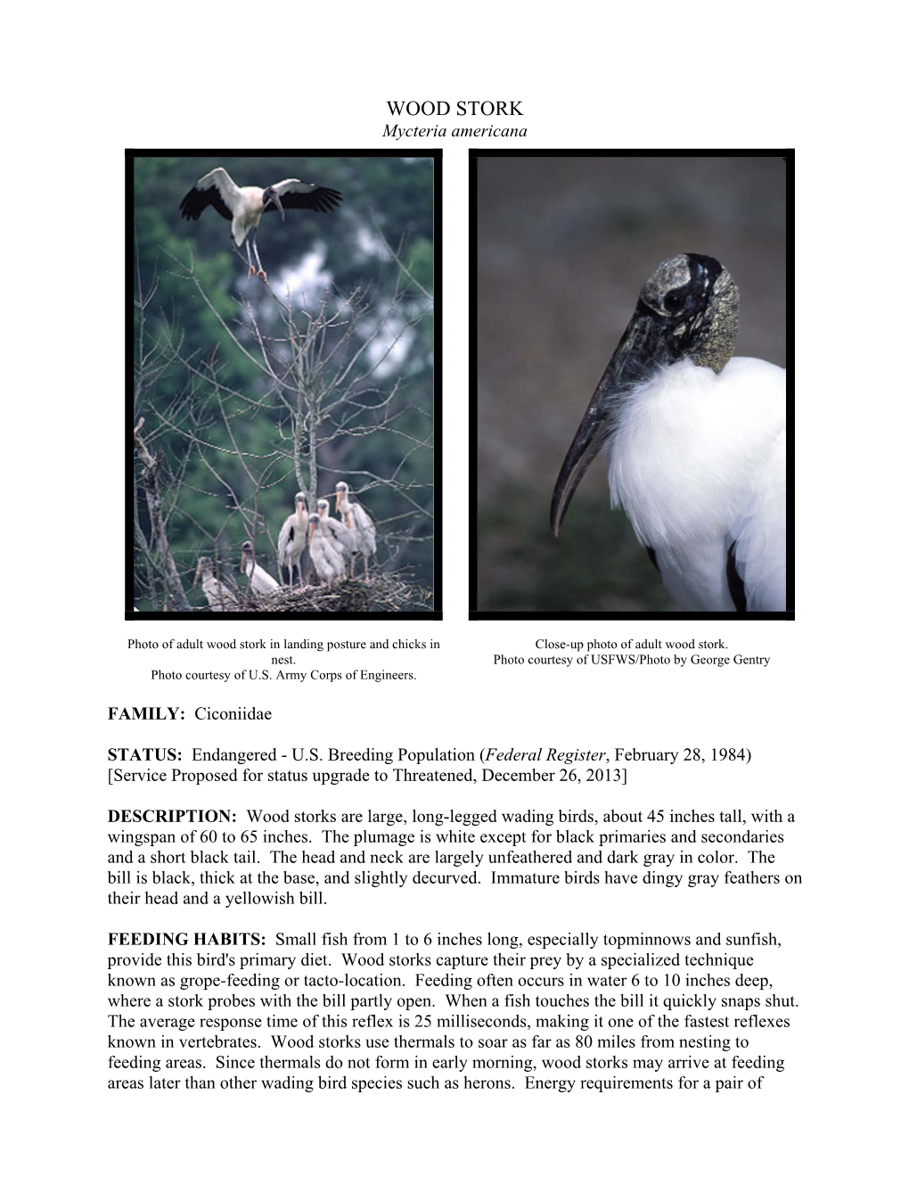 Wood-Stork-2005.Pdf