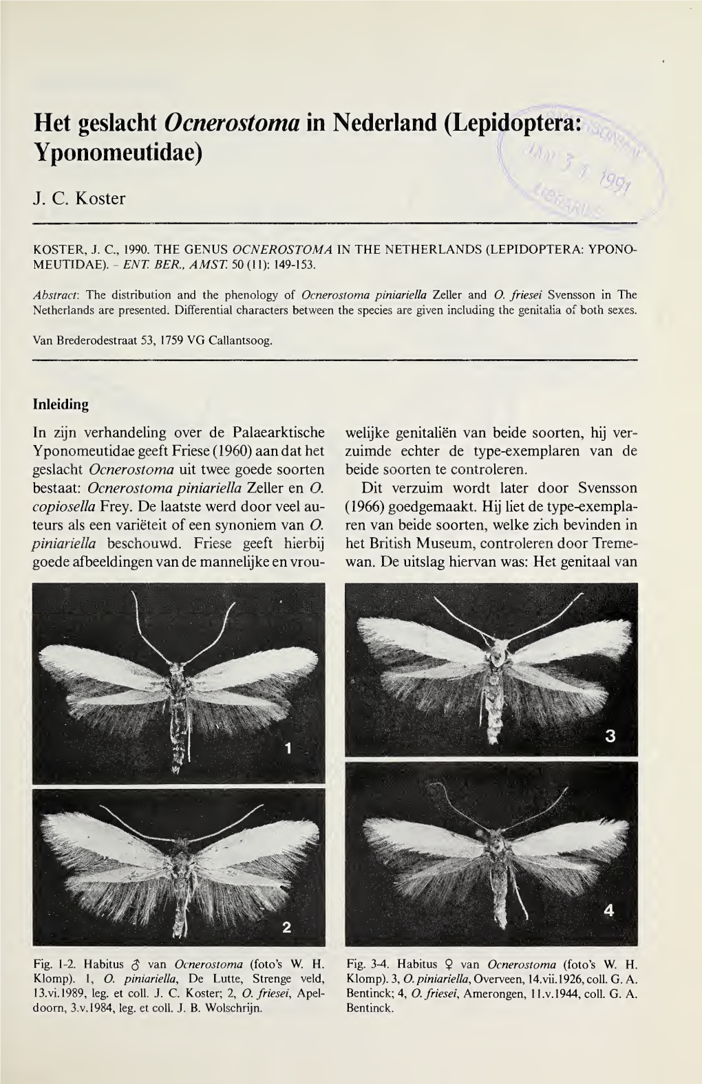 Lepidoptera: Yponomeutidae)