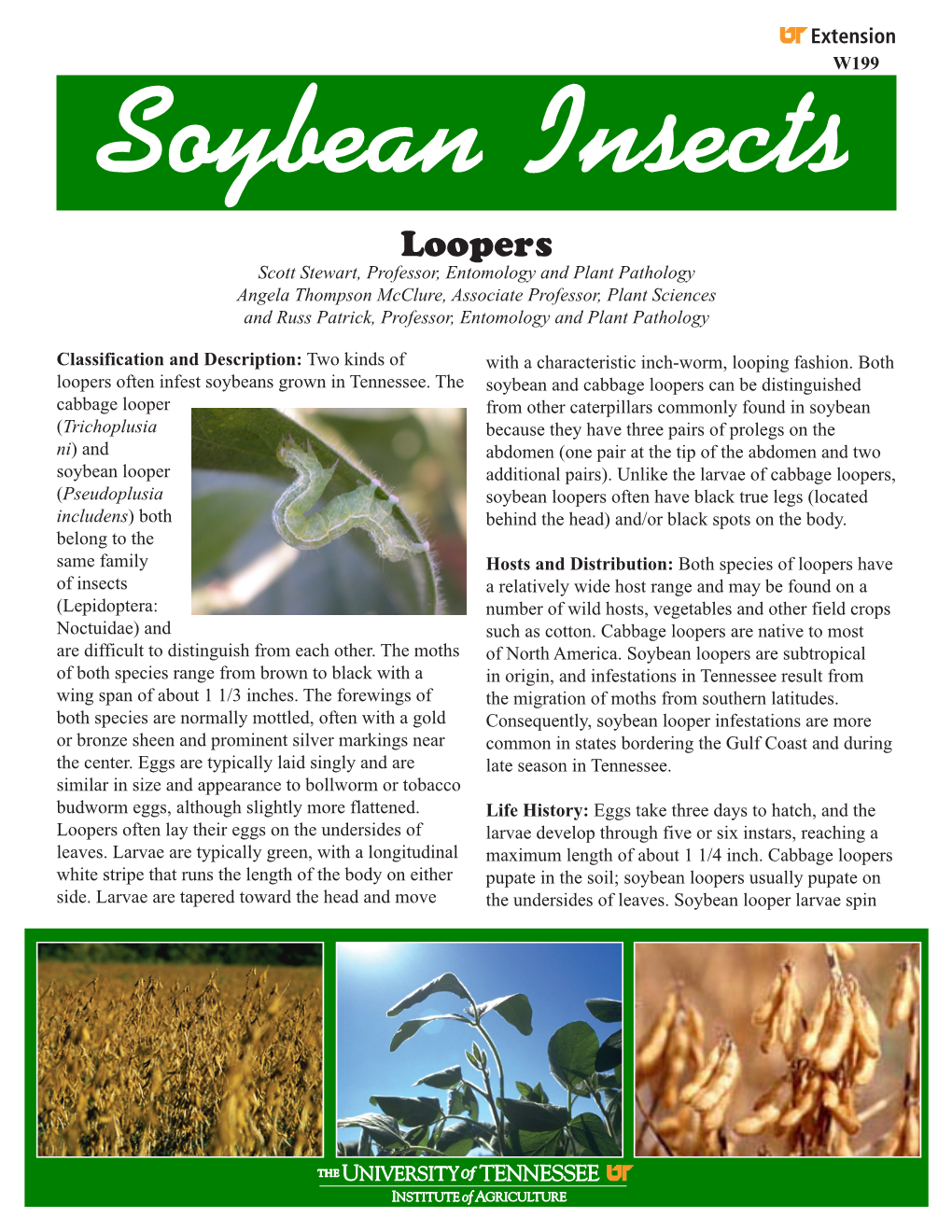 Soybean Insects Loopers