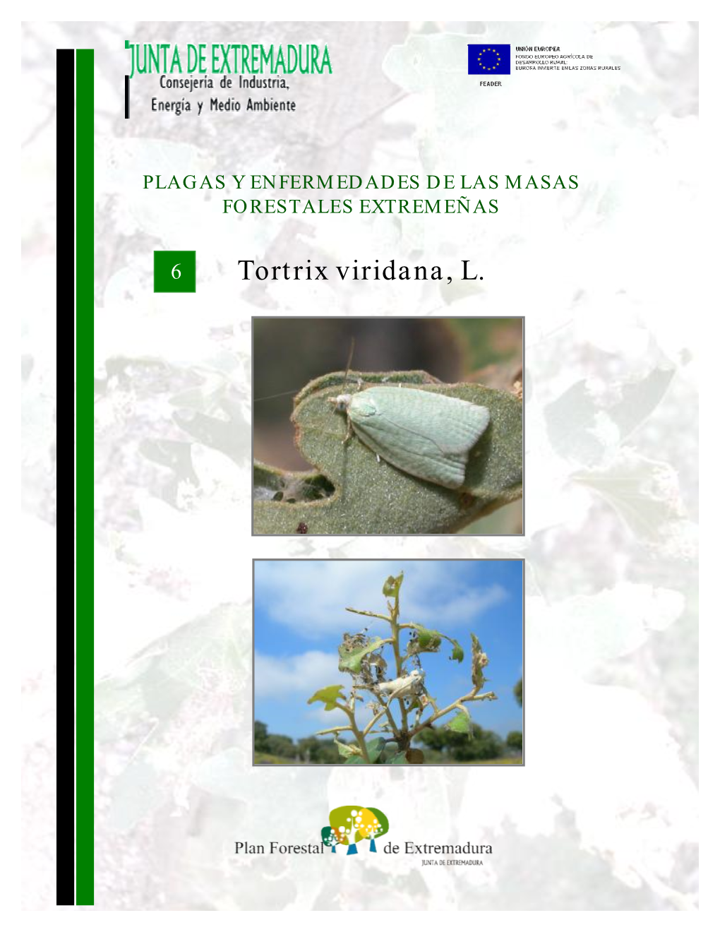 Tortrix Viridana, L