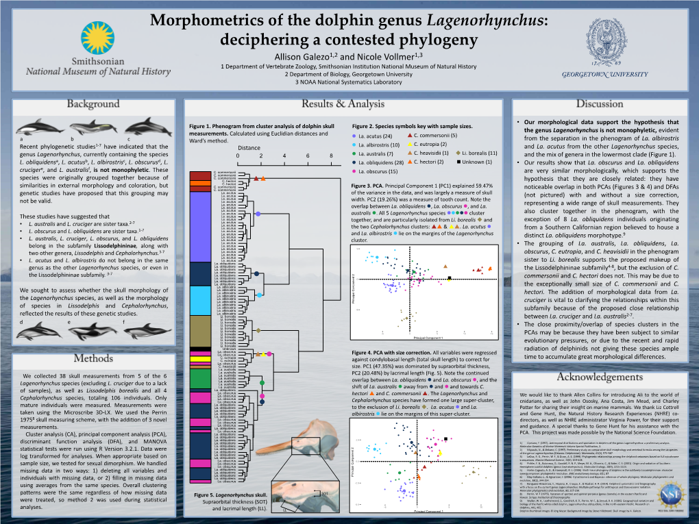 Morphometrics of the Dolphin Genus Lagenorhynchus: Deciphering A