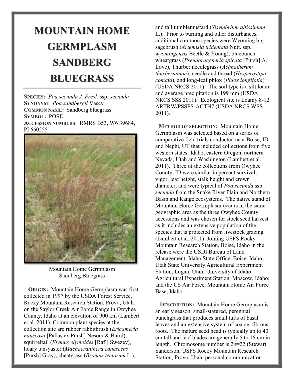 Mountain Home Germplasm Sandberg Bluegrass (Selected Germplasm, Natural U.S