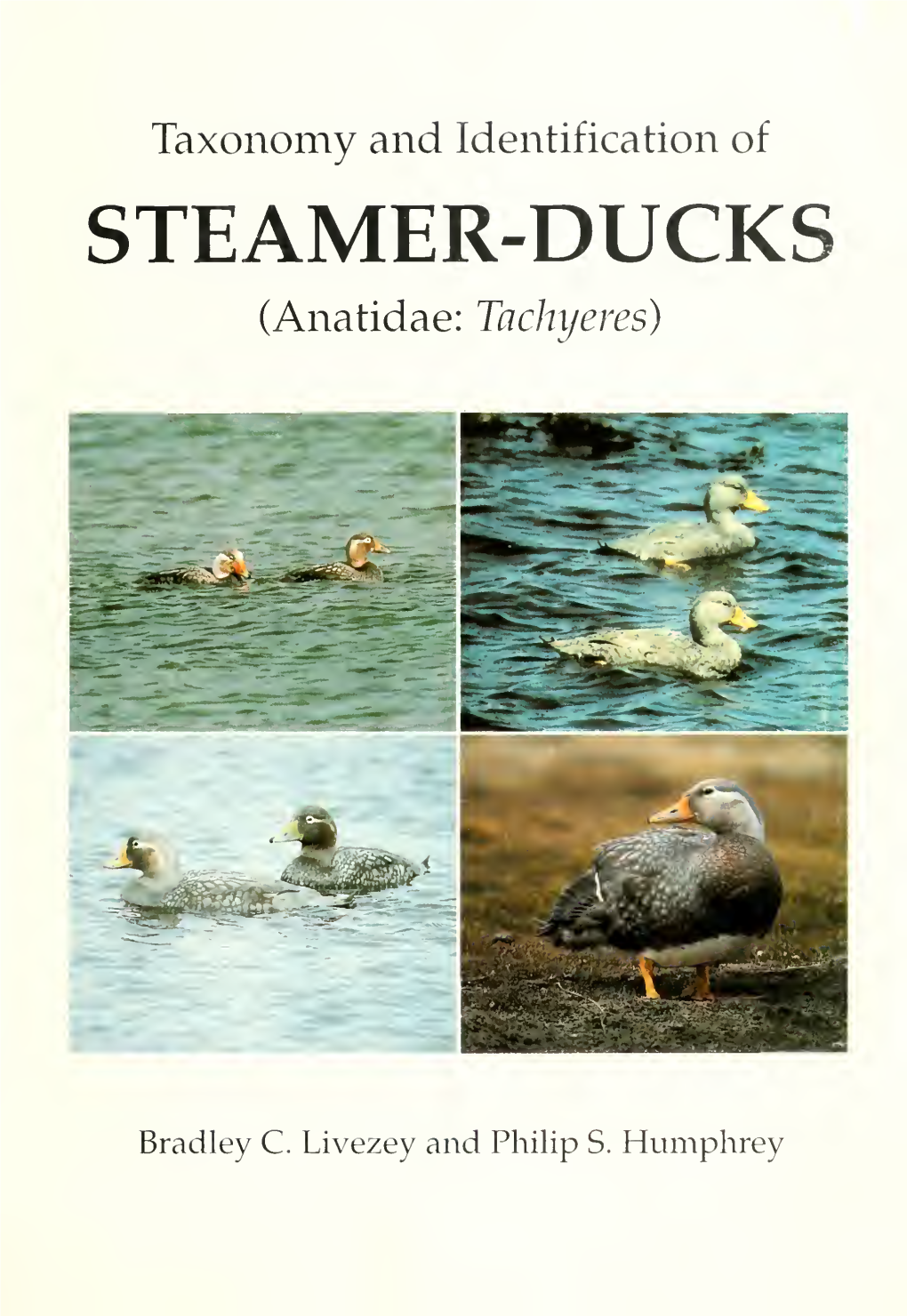 Taxonomy and Identification of Steamer-Ducks (Anatidae : Tachyeres)