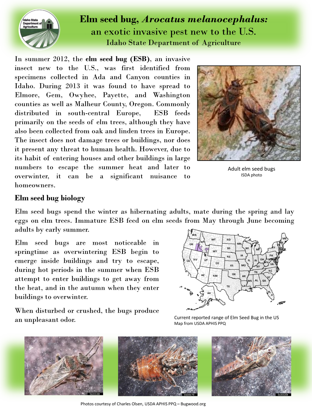 PP Elm Seed Bug, Arocatus Melanocephalus: an Exotic Invasive