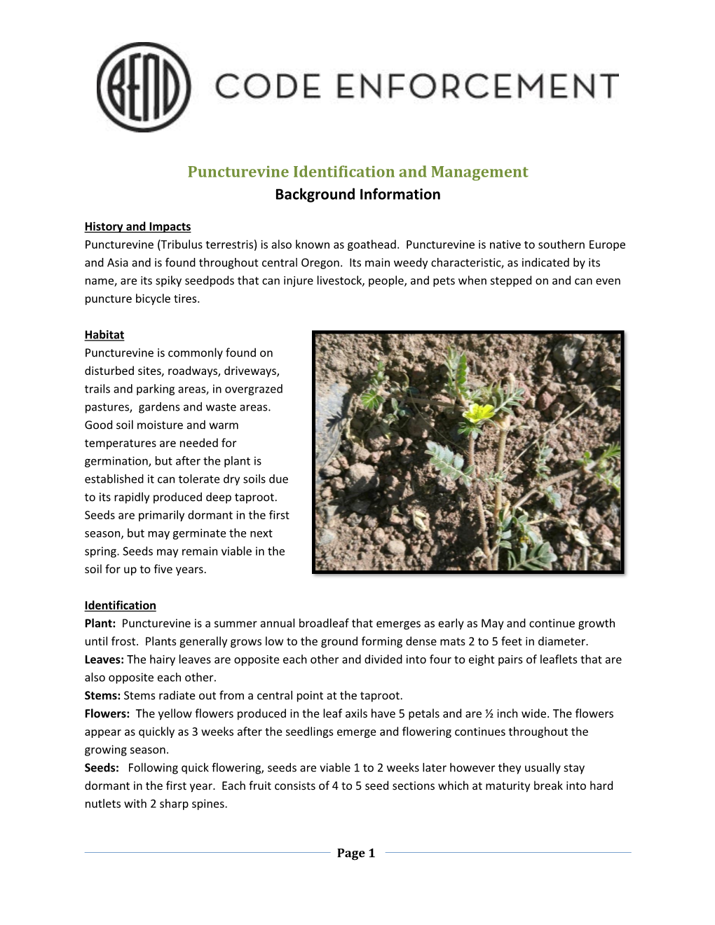 Puncturevine Identification and Management Background Information