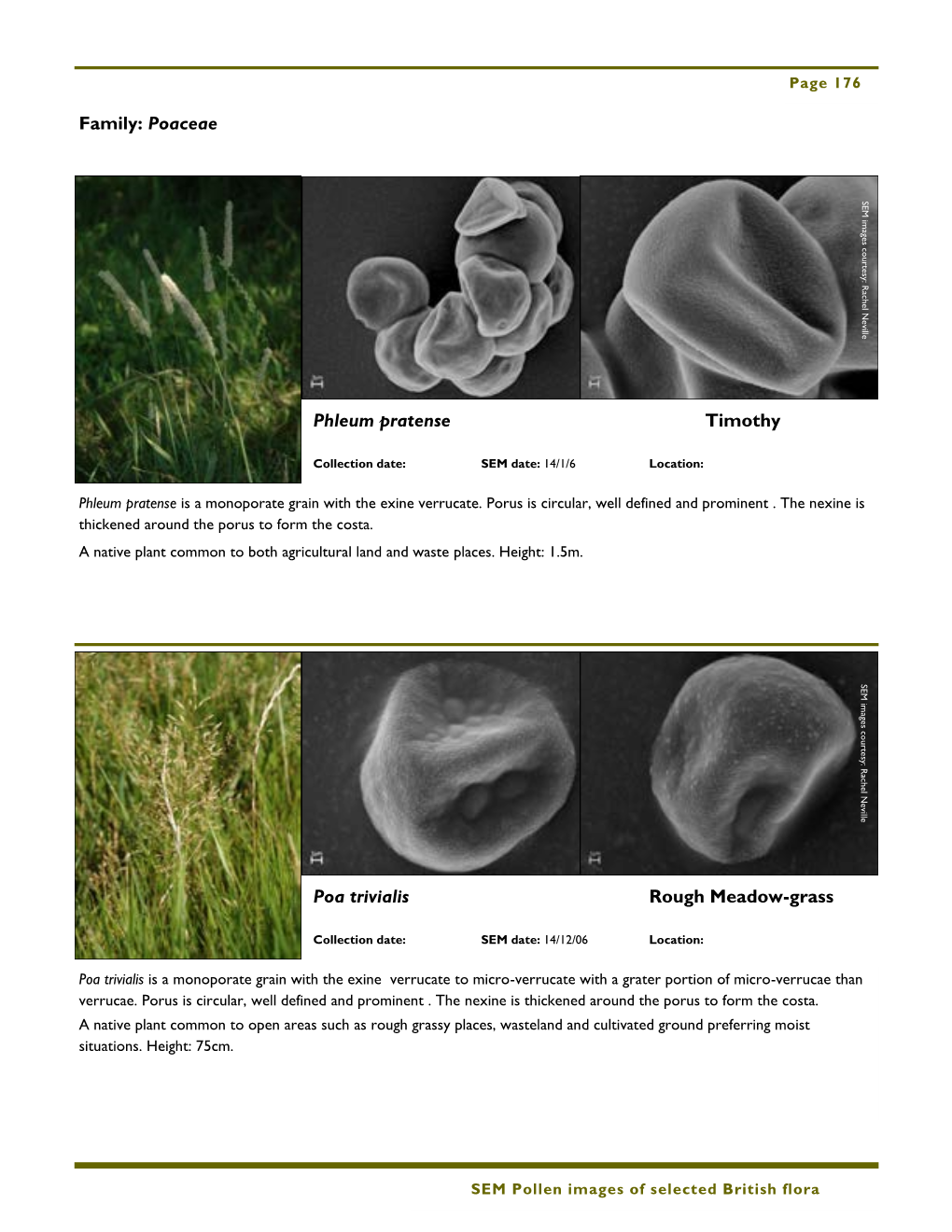 Pollen Images of Selected British Flora: Part 3