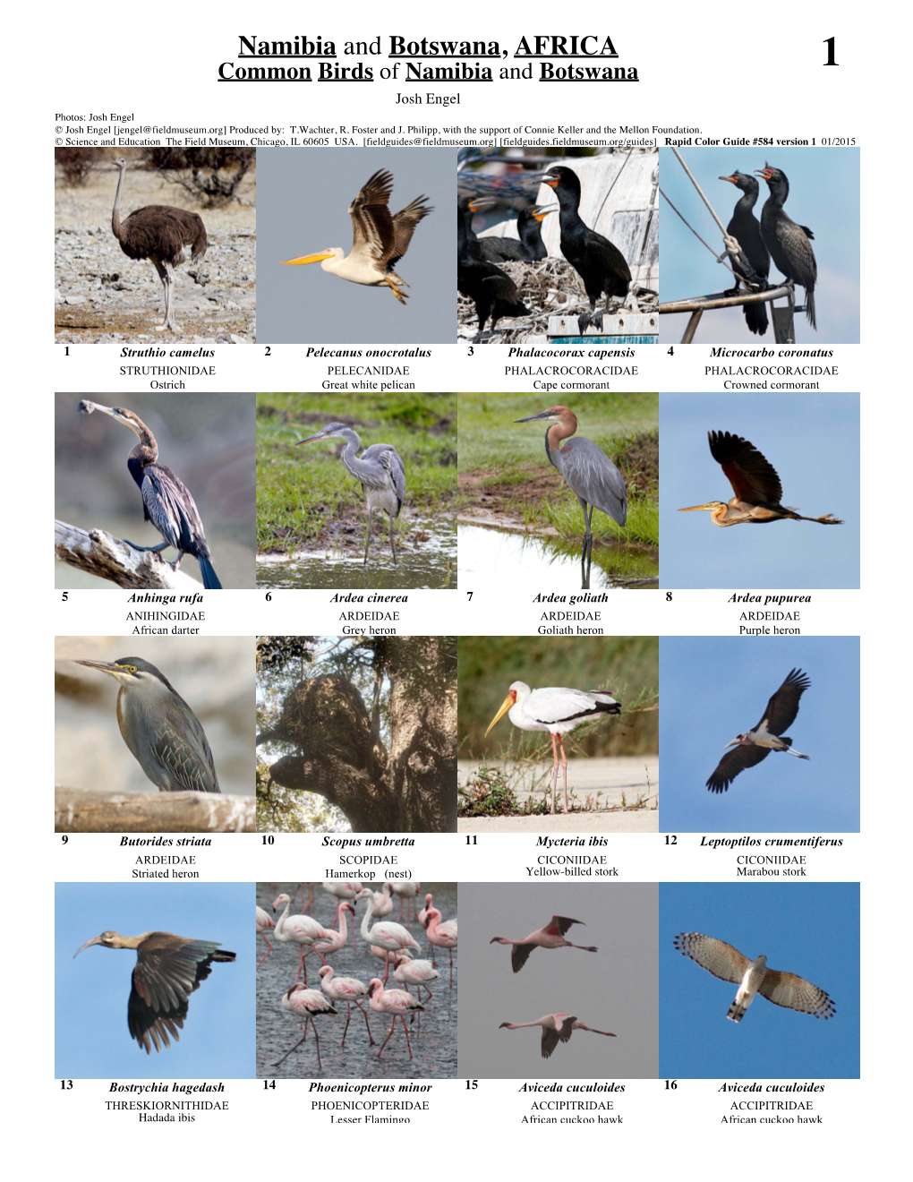 Namibia and Botswana, AFRICA Common Birds of Namibia and Botswana 1