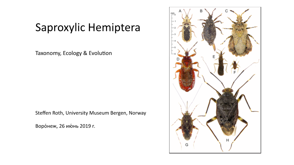 Saprophylic Hemiptera Roth Complete