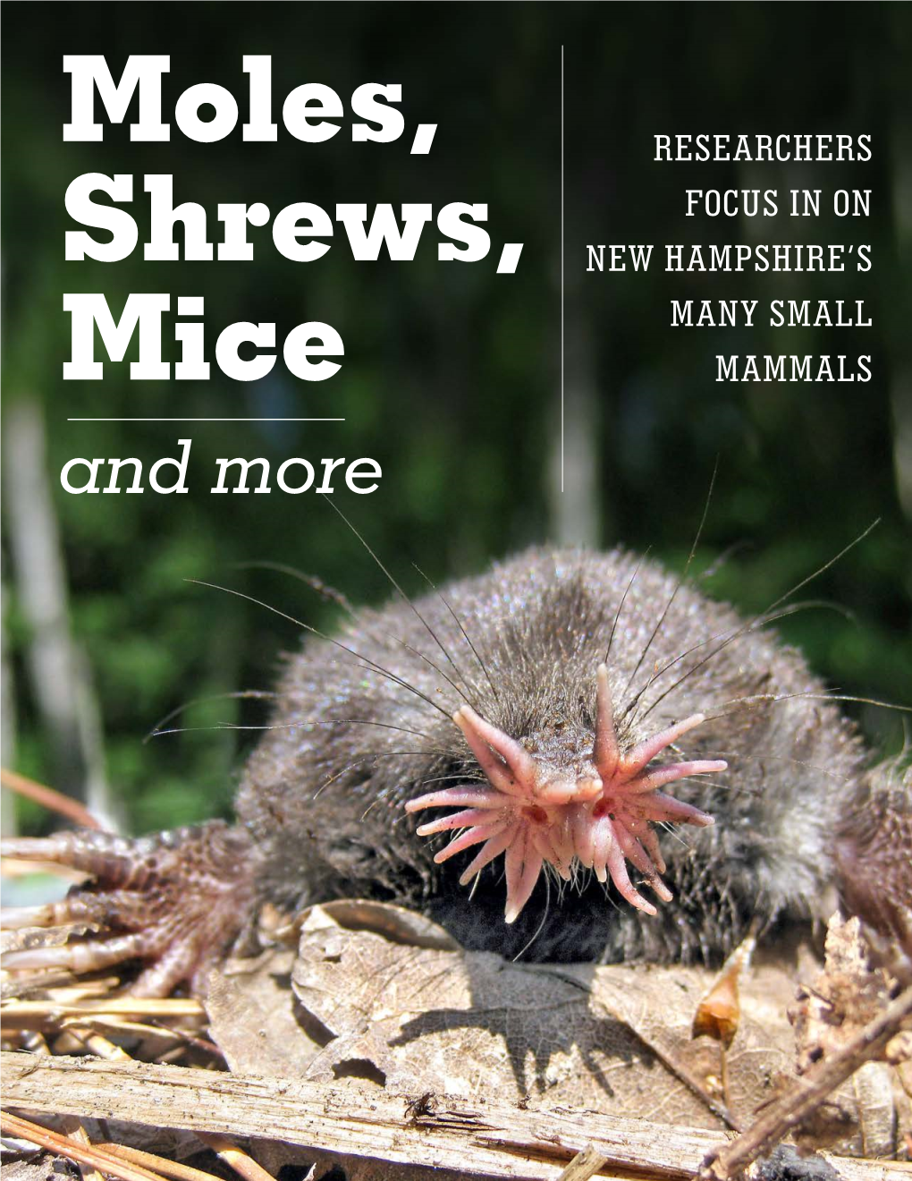 Moles, Shrews, Mice, and More