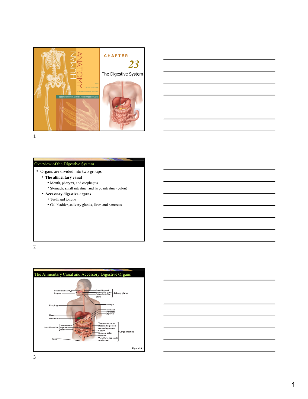 The Digestive System Overview of the Digestive System • Organs Are Divided Into Two Groups the Alimentary Canal and Accessory