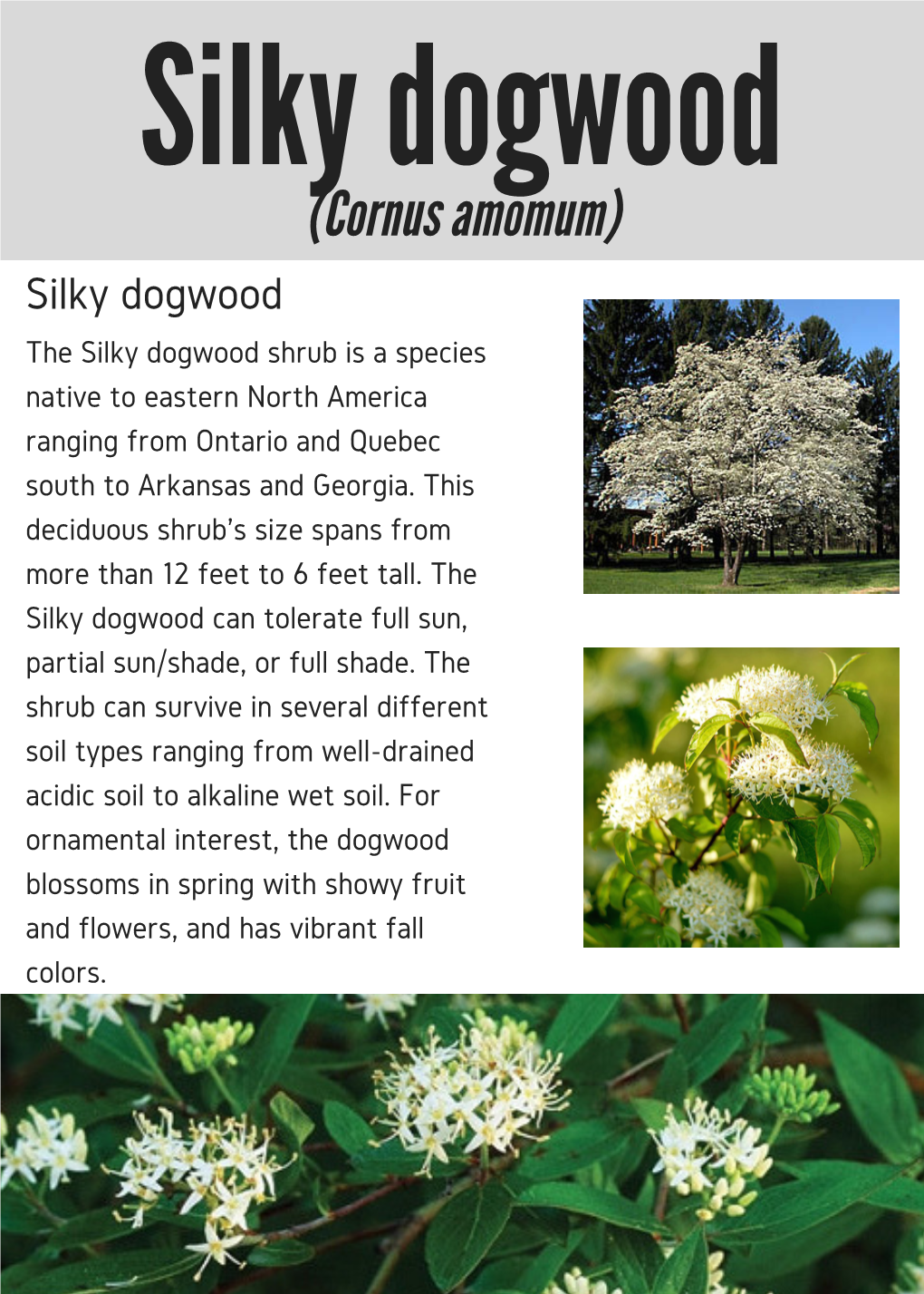 Silky Dogwood