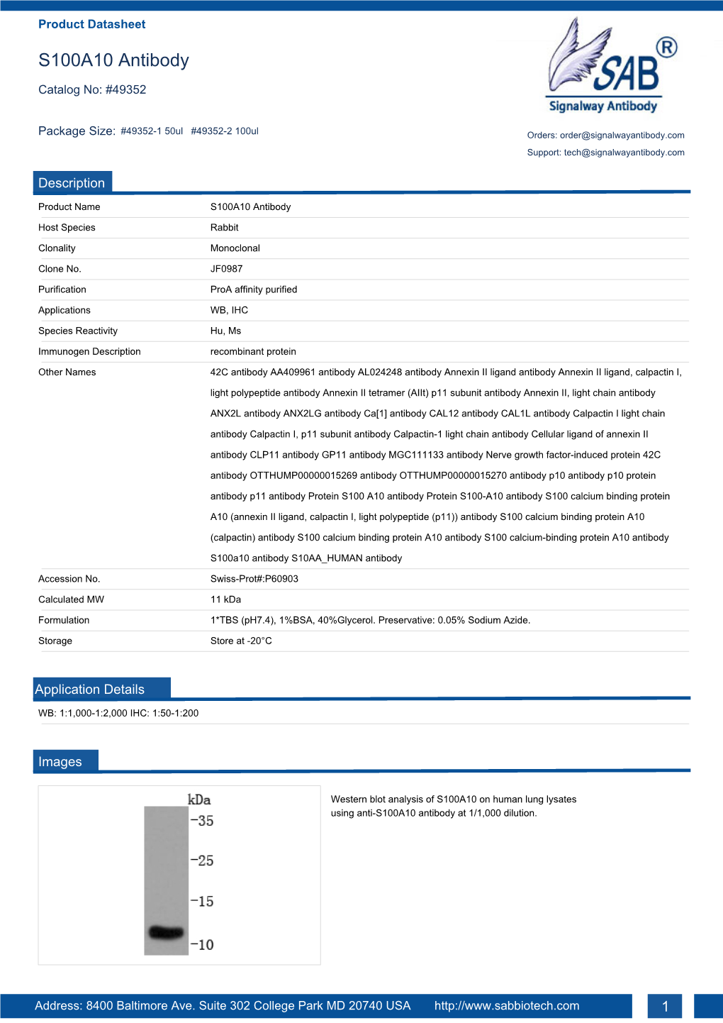 S100A10 Antibody