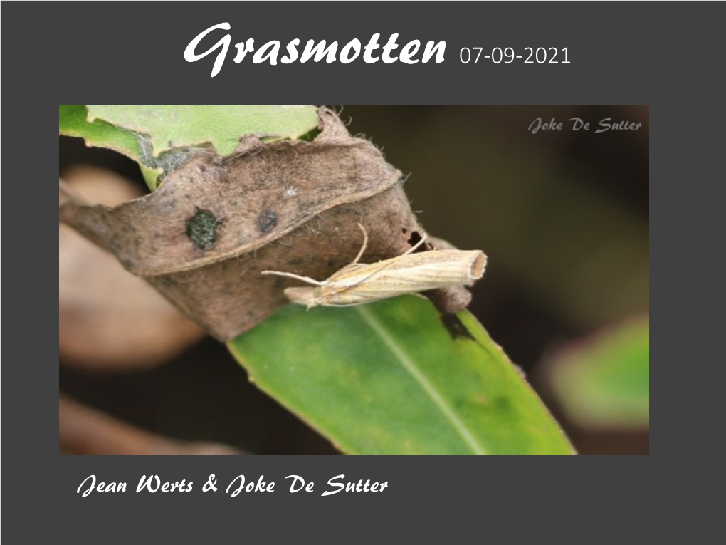 Grasmotten 07-09-2021