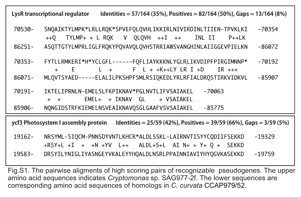 Fig.S1. the Pairwise Aligments of High Scoring Pairs of Recognizable Pseudogenes