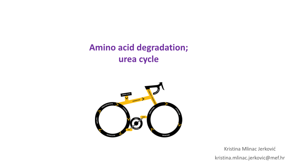 Amino Acid Degradation; Urea Cycle