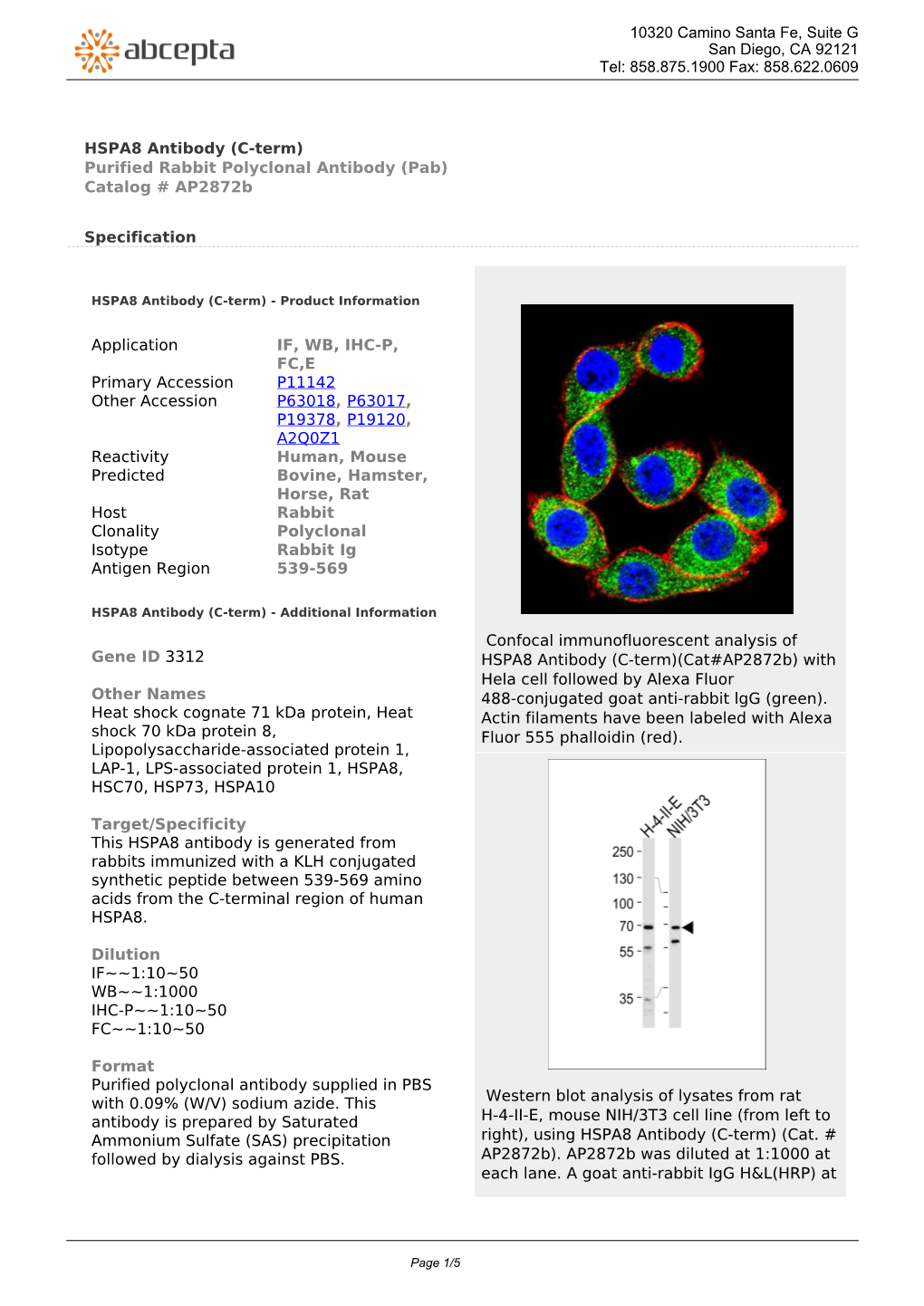 HSPA8 Antibody (C-Term) Purified Rabbit Polyclonal Antibody (Pab) Catalog # Ap2872b